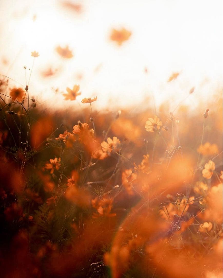 Super Takumar 55mm f1.8【前期型】【希少ロット】【M42