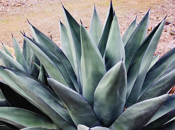 Sharkskin Agave | Garden Design