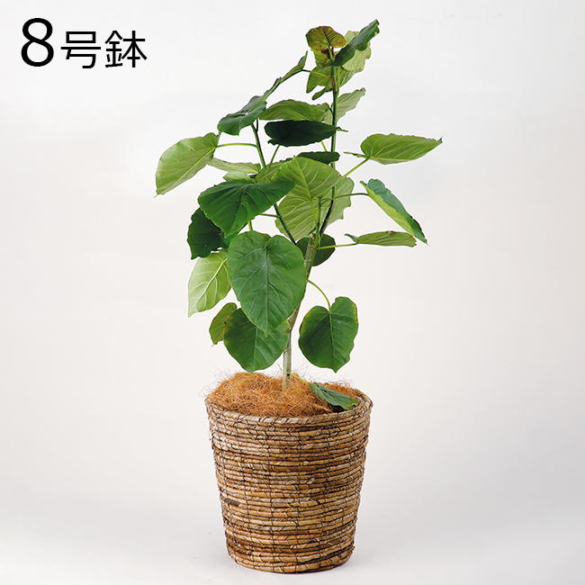 フィカス ウンベラータ 8号｜ヤオコー予約＆ギフト