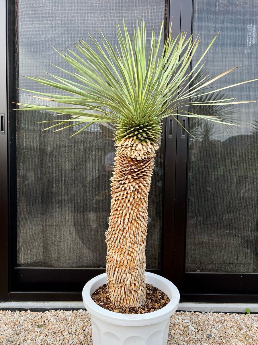 Yahoo!オークション - ユッカ ロストラータ Yucca rostrata メキシコ産