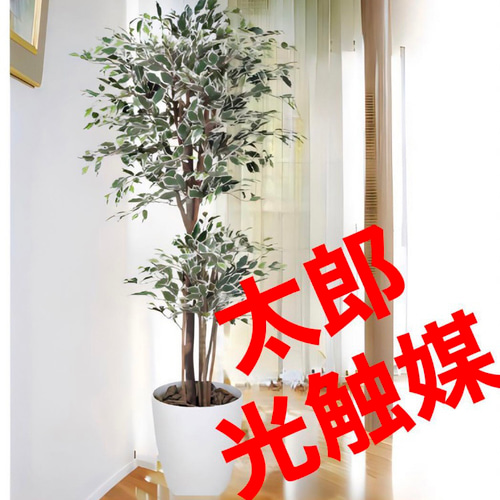 光触媒 人工観葉植物 フェイクグリーン トロピカルベンジャミン斑入リ