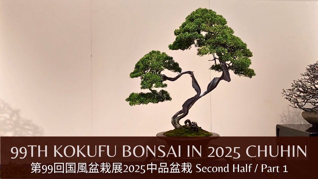 2025 Second Half of the Kokufu Bonsai Chuhin Section 後期第99回国