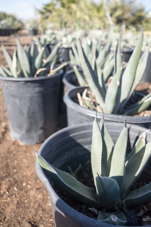 Agave Sharkskin — GDNC Nursery
